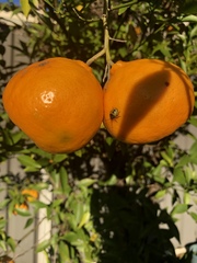 Biprorulus bibax