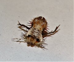 Pseudacraea lucretia tarquinea