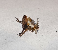 Pseudacraea lucretia tarquinea