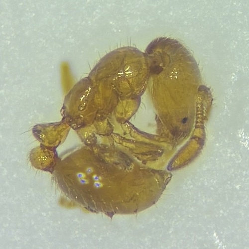 Texas Thief Ant photo 4
