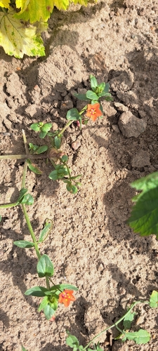 scarlet pimpernel