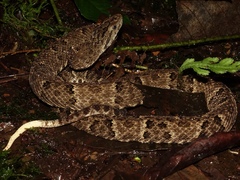 Bothrops punctatus