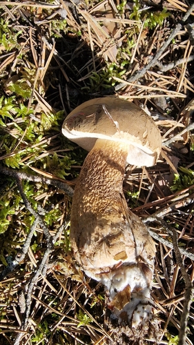 Bitter Bolete