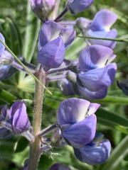 Lupinus bingenensis