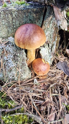 Aureoboletus projectellus