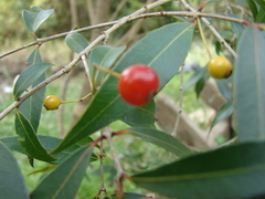 Blepharocalyx salicifolius