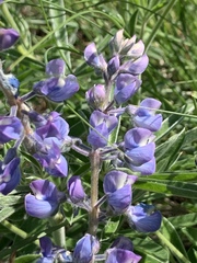 Lupinus bingenensis