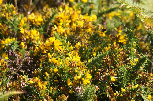 Ulex gallii, photograph 6