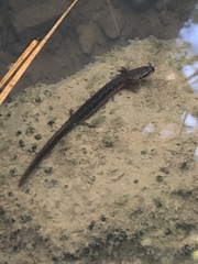 Eurycea multiplicata