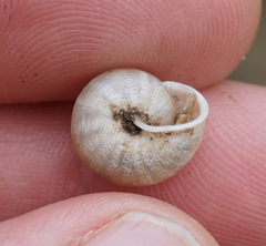 Praticolella berlandieriana