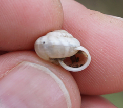 Praticolella berlandieriana