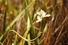 Libertia chilensis, photograph (c) Alex Press, some rights reserved (CC BY)