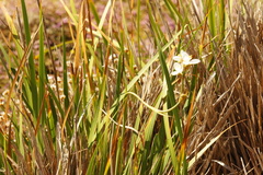 Libertia chilensis, photograph (c) Alex Press, some rights reserved (CC BY)