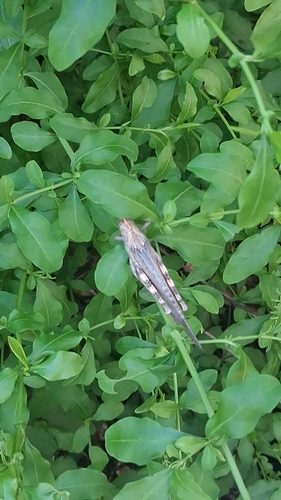 Egyptian Bird Grasshopper