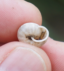Praticolella berlandieriana