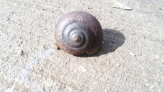 Sauroconcha corneovirens