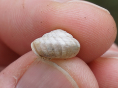 Praticolella berlandieriana