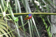 Passerina ciris image