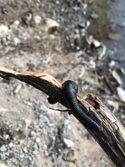 Haemopidae