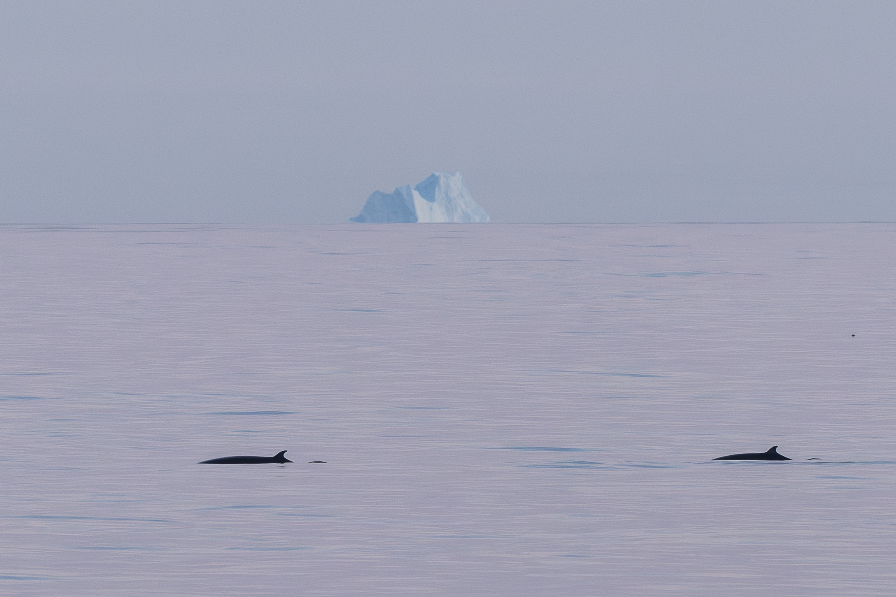 Balaenoptera acutorostrata