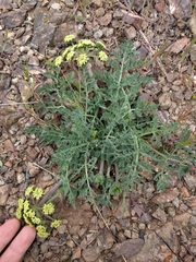 Lomatium macrocarpum