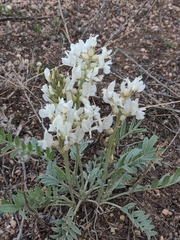 Oxytropis sericea