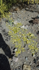 Parkinsonia microphylla