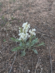 Oxytropis sericea