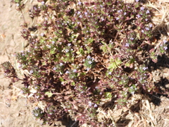 Pogogyne serpylloides