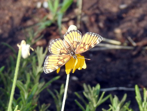 Chinati Checkerspot