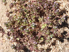 Pogogyne serpylloides