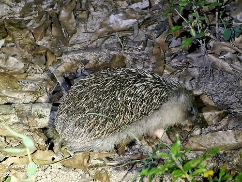 Amur Hedgehog