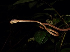 Imantodes lentiferus