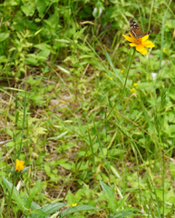 Wedelia acapulcensis