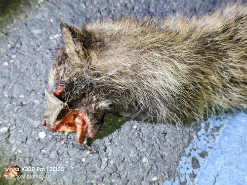 Mainland Raccoon Dog