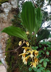 Stanhopea saccata