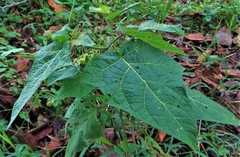 Solanum acerifolium