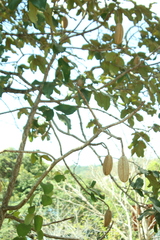 Kielmeyera coriacea, photograph (c) Wallace Carneiro Almeida, some rights reserved (CC BY-SA)