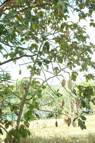 Kielmeyera coriacea, photograph 4