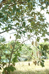 Kielmeyera coriacea, photograph (c) Wallace Carneiro Almeida, some rights reserved (CC BY-SA)