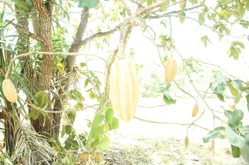 Kielmeyera coriacea, photograph 6