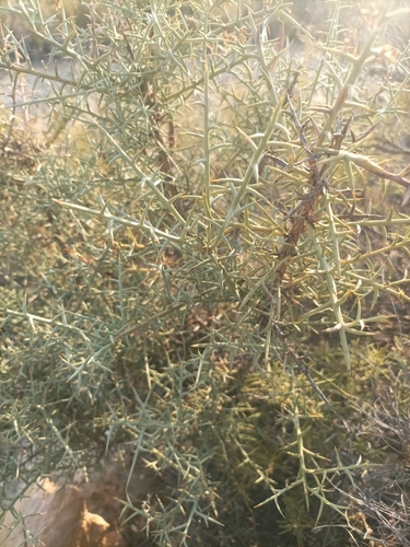 Scorpion Broom