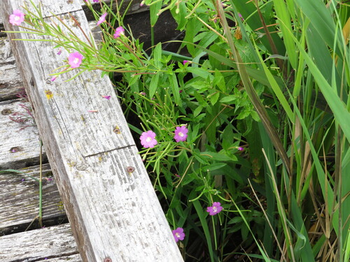 Great Willowherb