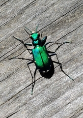 Cicindela sexguttata