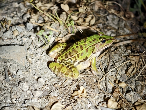 Black-spotted Frog