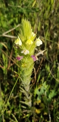 Castilleja rubicundula