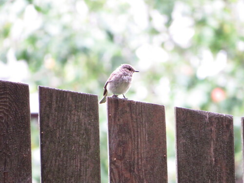 Spotted Flycatcher