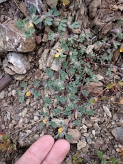 Acmispon brachycarpus
