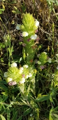 Castilleja rubicundula