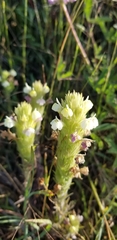 Castilleja rubicundula